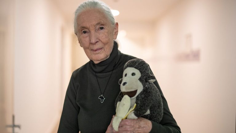 The famous British primatologist Jane Goodall enters the Grévin museum