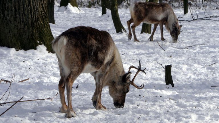 The magical eyes of reindeer