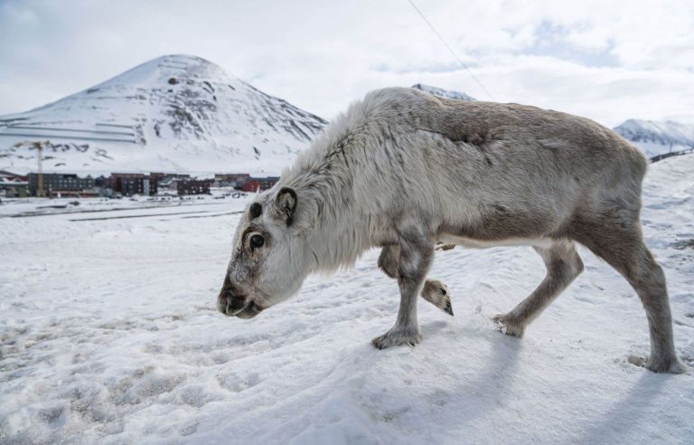 The sad story of reindeer flying away in Russia