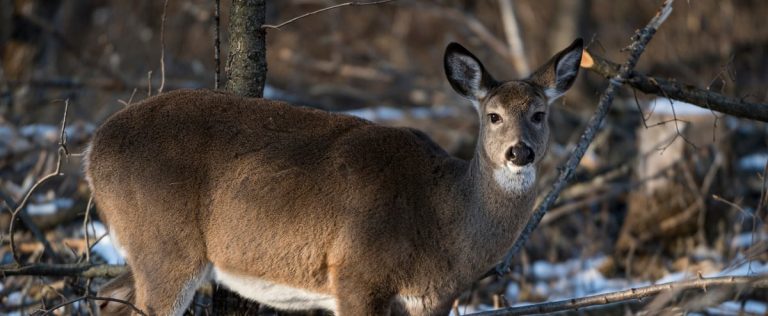 The slaughter of deer in Longueuil will begin in the fall of 2024