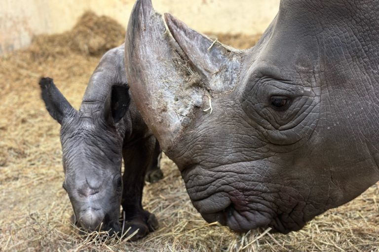 Toronto Zoo |  Birth of a small white rhino, a “near threatened” species