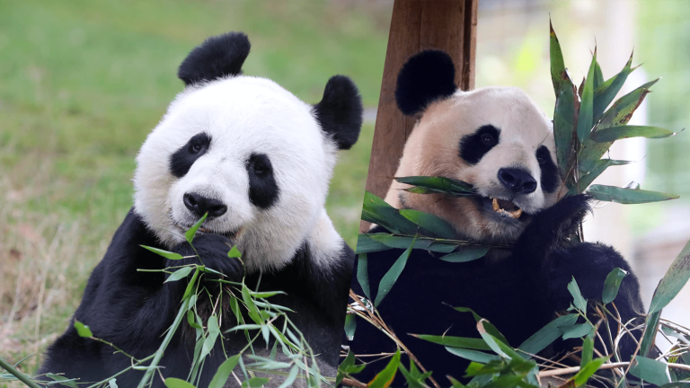 Two giant pandas leave the United Kingdom to return to China, amid diplomatic cooling-off between London and Beijing