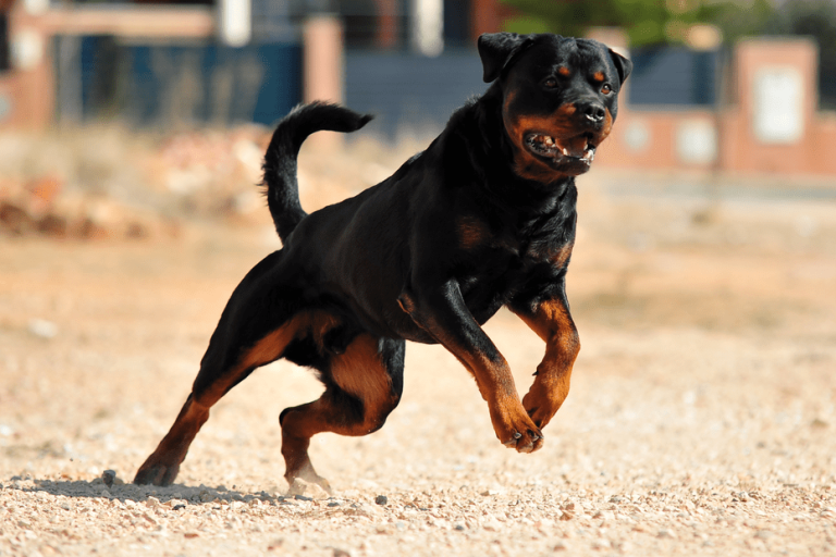 Two men attacked by a dog near Angers: one dead, one injured