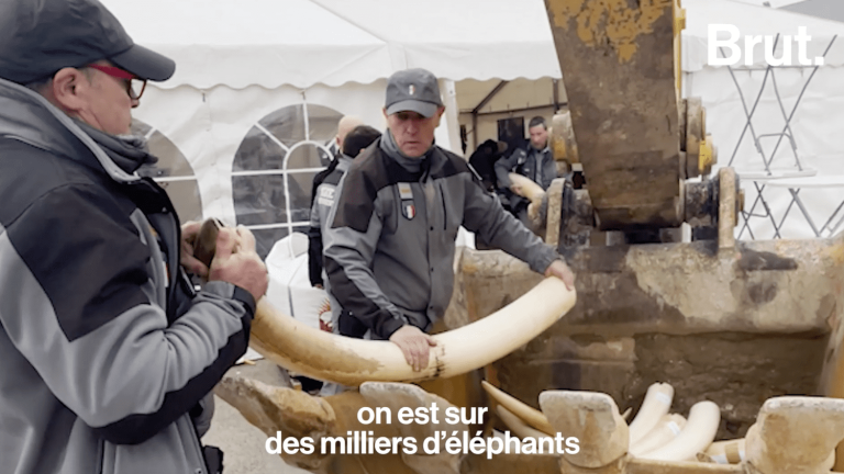 VIDEO.  Near Reims, 2 tons of ivory destroyed to fight against elephant poaching