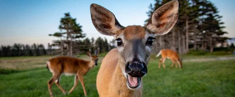 Why are people so emotional about the deer in Longueuil?