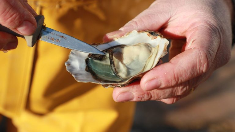 a “damage between 7 and 9 million euros”, estimates the president of the regional shellfish farming committee