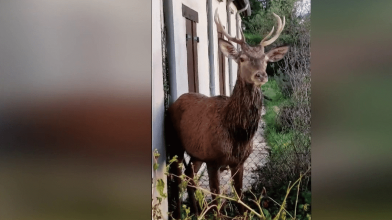 a deer escapes hunters by taking refuge in a garden