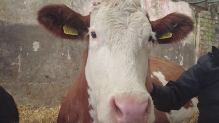 a farm offers to cuddle its cows