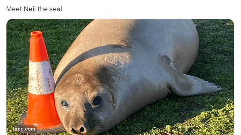 a seal, “Neil the seal”, makes the headlines