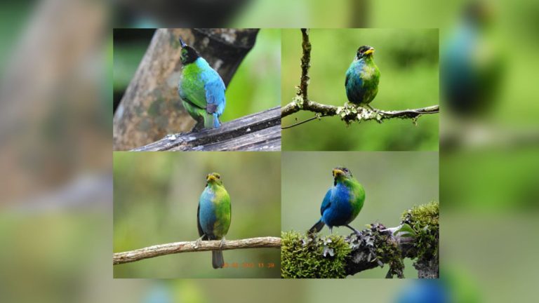 a very rare half-male, half-female bird observed in Colombia