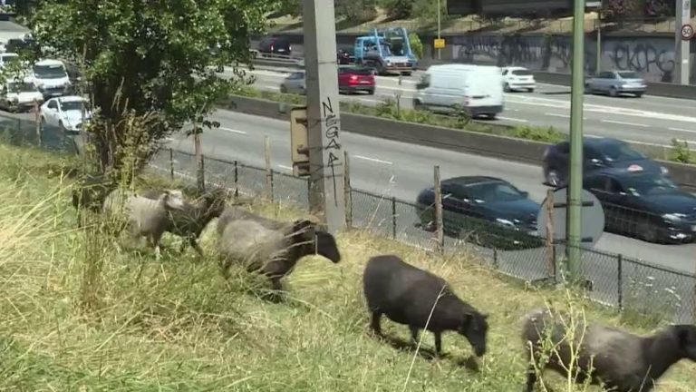 eco-grazing, a booming practice