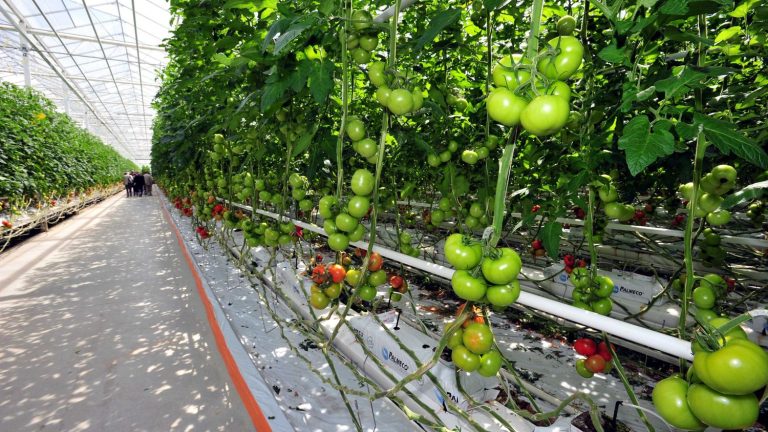 farmers deplore the end of the ban on organic cultivation in heated greenhouses