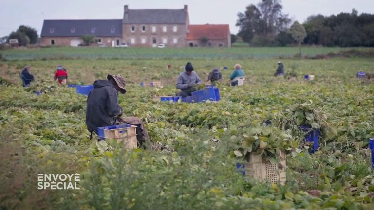 how the Breton market gardening sector uses African workers who are often undocumented and underpaid