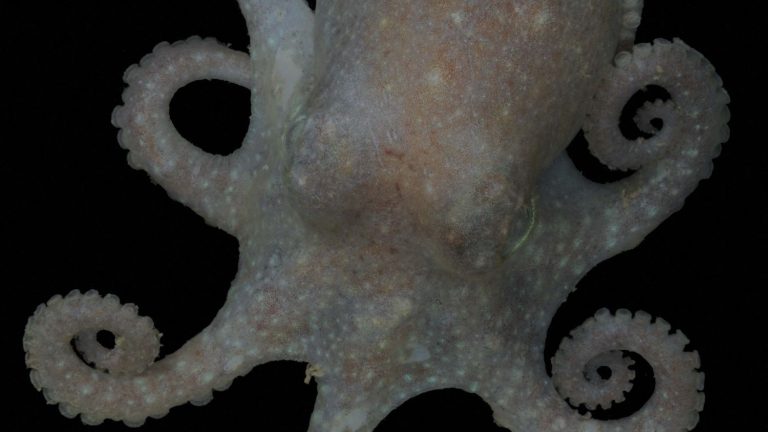 octopuses, unexpected markers of climate change