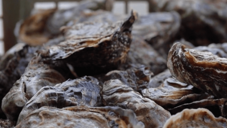 oysters, largely absent from French tables?