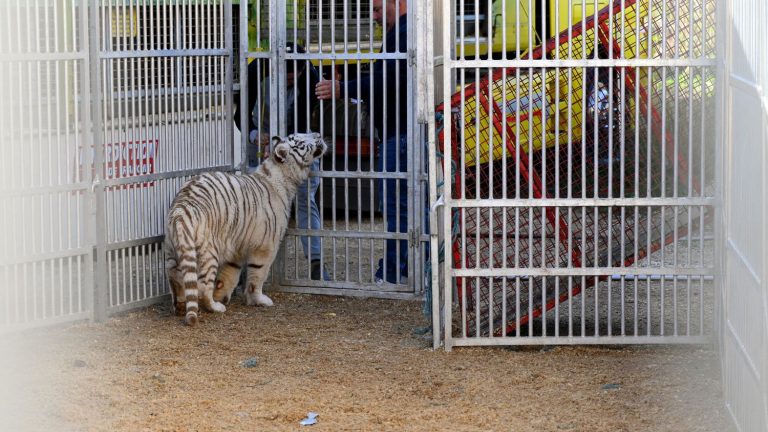 reproduction of wild animals prohibited in circuses