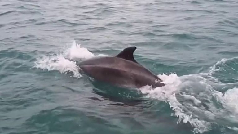 respite for the dolphins of the Bay of Biscay