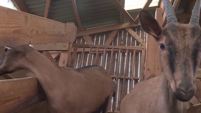 ten kids adopted to save them from the slaughterhouse