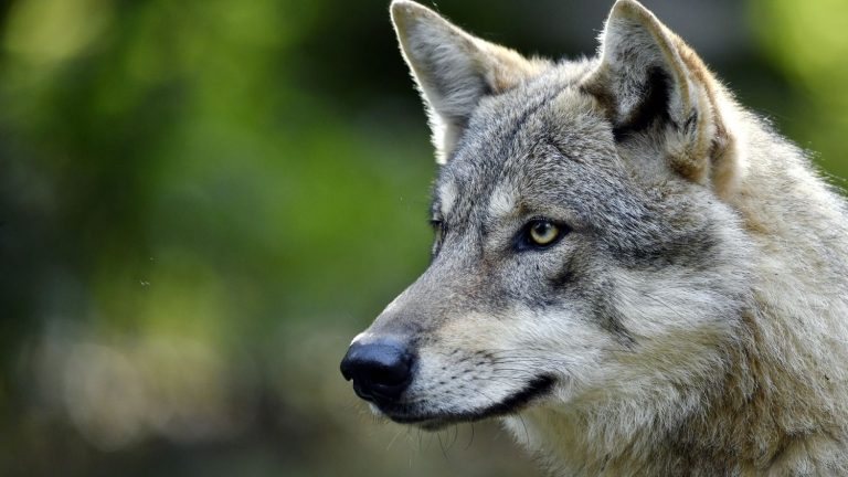 the Commission proposes to authorize the hunting of wolves in areas where there are too many of them