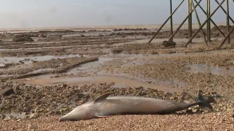 the Council of State to the rescue of dolphins in the Bay of Biscay