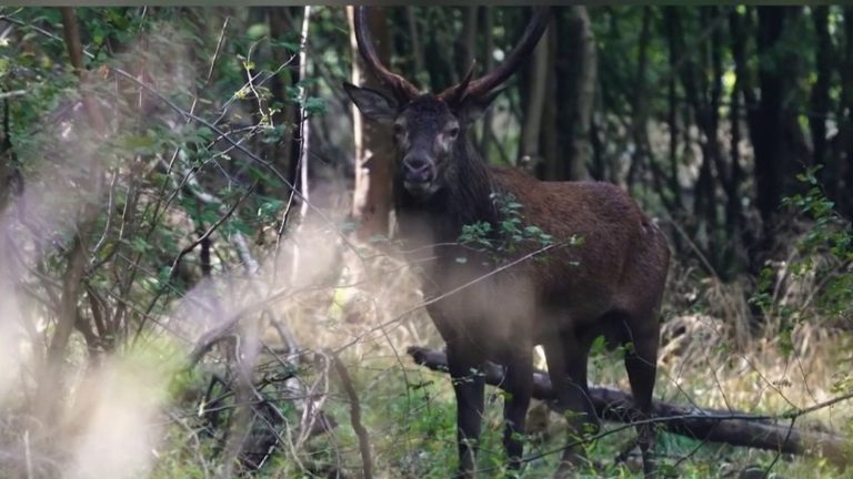 the oldest deer in the Mormal forest killed