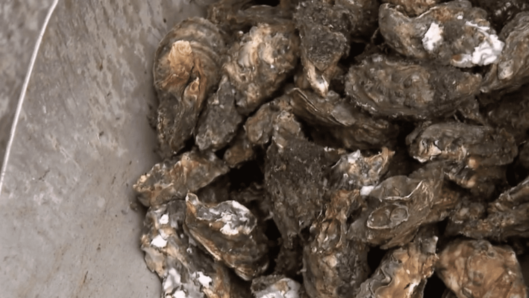 the sale of oysters banned in the Arcachon basin due to the presence of bacteria