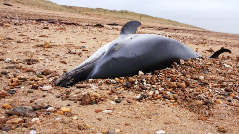 the suspension of fishing exemptions in the Bay of Biscay “changes a lot of things”, rejoices a lawyer from France Nature Environnement