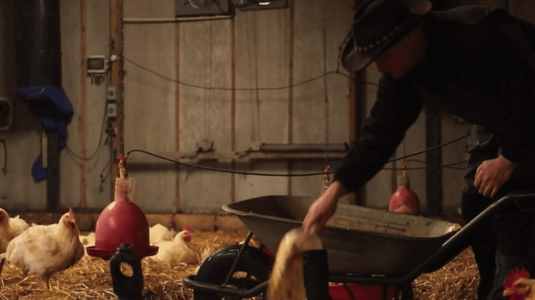 this farmer feeds his chickens with kouign-amann