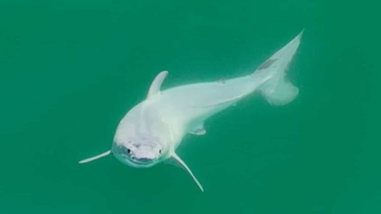 A first photo of a newborn white shark?