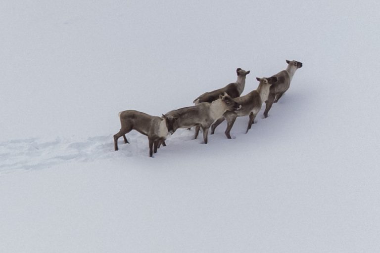 A plan for the recovery of the caribou still awaited by environmentalists