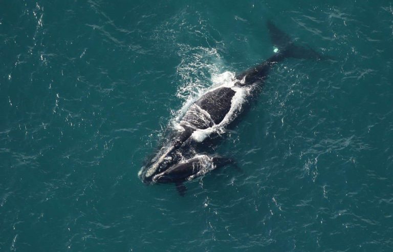 A “positive” birthing season for right whales