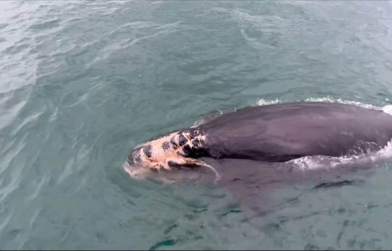 A right whale less than two months old mortally injured