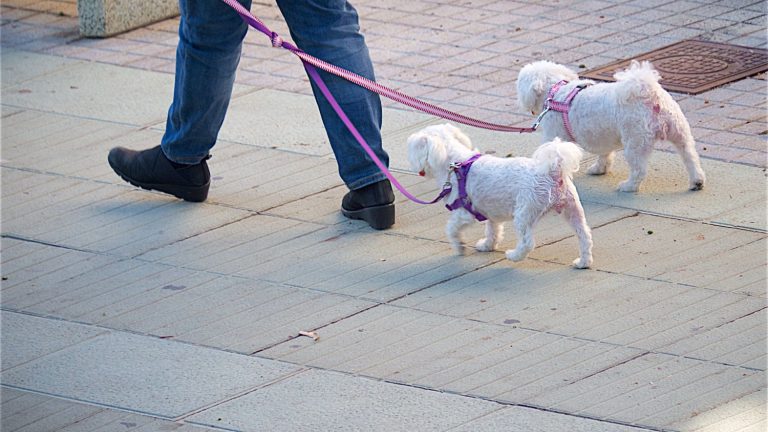 A young American launches into the cryogenicization of pets