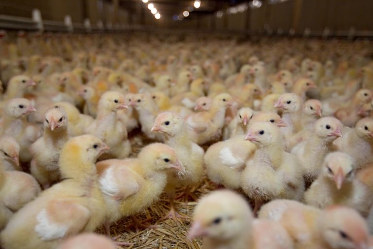 Avian flu |  Improvement in Western Canada