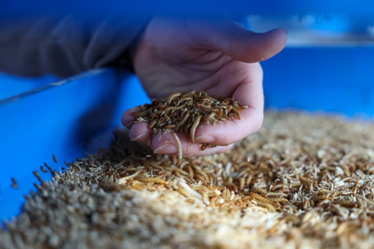 Blue planet, green ideas |  When will there be insects in Quebec grocery stores?