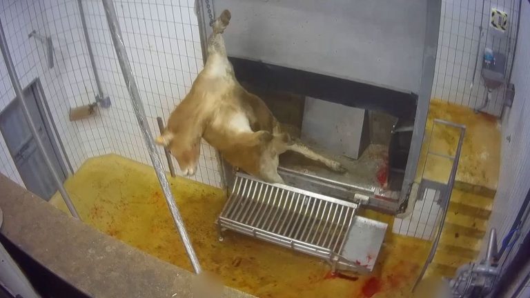 “Cows cut up while they are still alive”, according to the L214 association which is filing a complaint against a Craon slaughterhouse