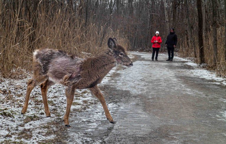 Deer in Michel-Chartrand Park, in Longueuil, show signs of decline