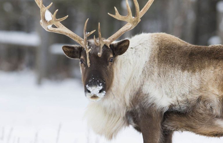 Environmentalists still waiting for a plan for caribou recovery