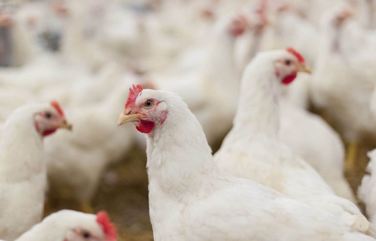 First winter cases of avian flu in Quebec