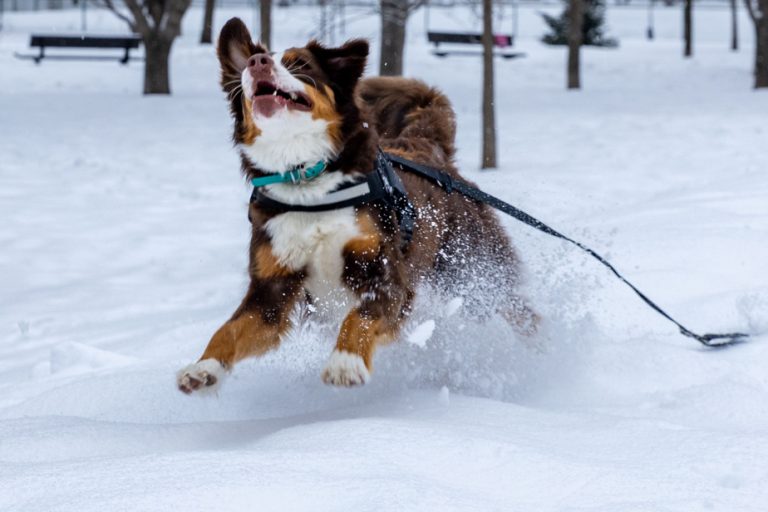 From 15 to 40 cm expected |  A second storm in a few days