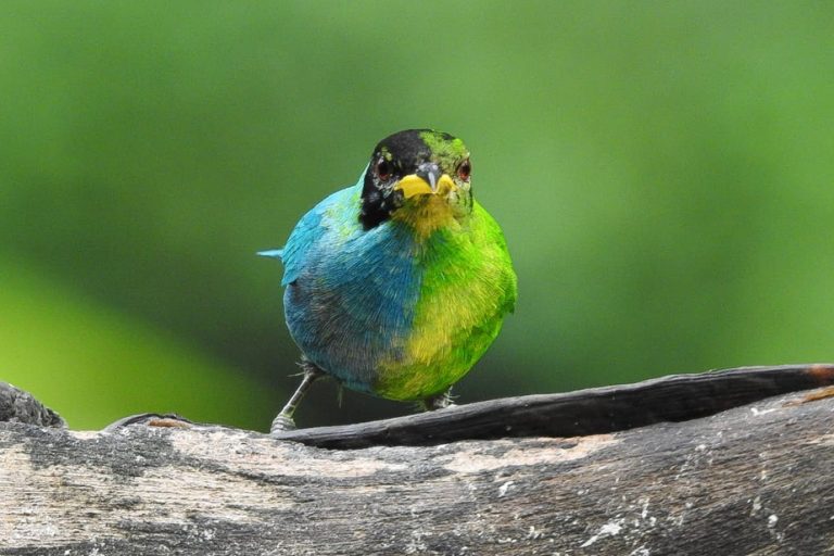 Half female, half male: a rare bird observed in Colombia