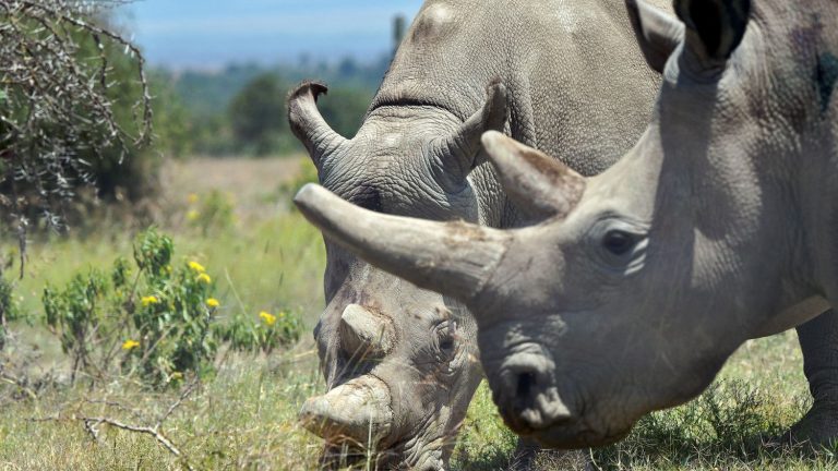 How the hope of saving the northern white rhino, on the verge of extinction, is reborn thanks to in vitro fertilization