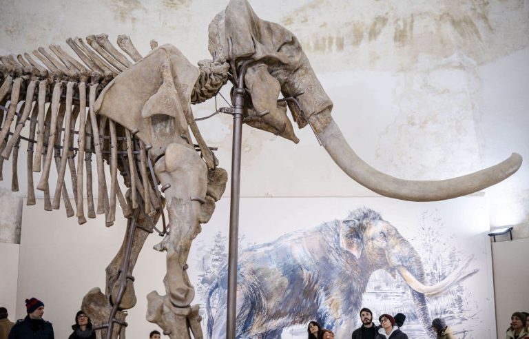 Humans may have been attracted to America by mammoths 14,000 years ago