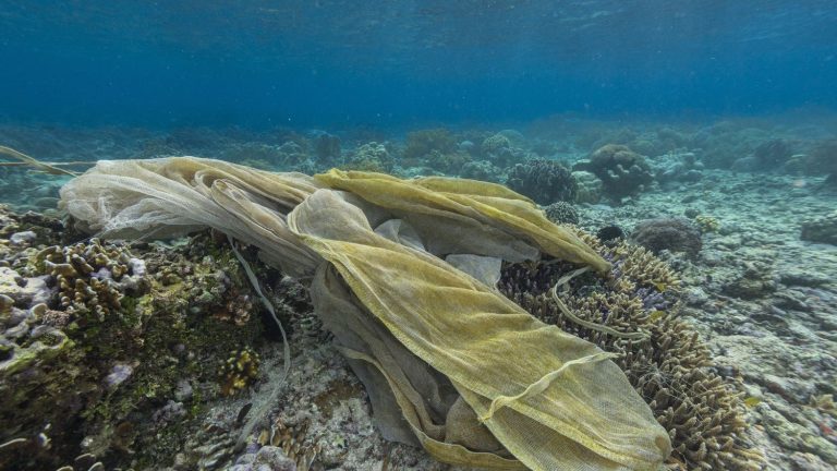 In Malaysia, NGOs free corals from “ghost” fishing nets