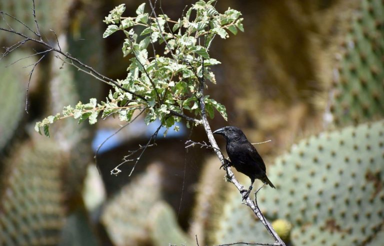 In the Galapagos, developments in real time