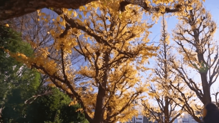 Japan: ginkgo trees threatened by a vast real estate project in Tokyo