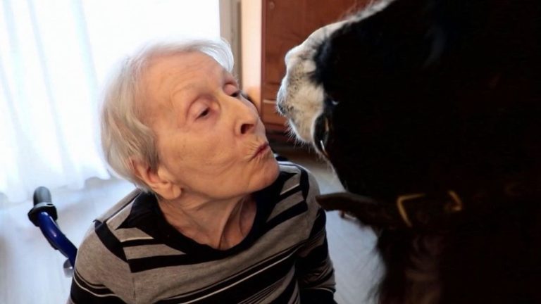 Jules the lama at the bedside of residents of a Toulouse retirement home