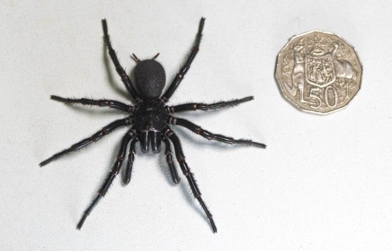 Largest male specimen of world’s most venomous spider found in Australia