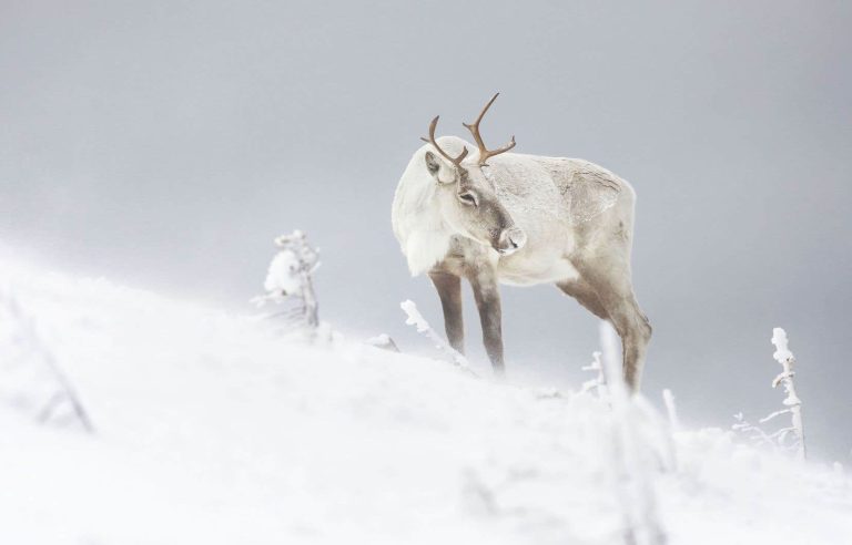 Logging in Quebec pushes 11 of 13 caribou populations towards extinction