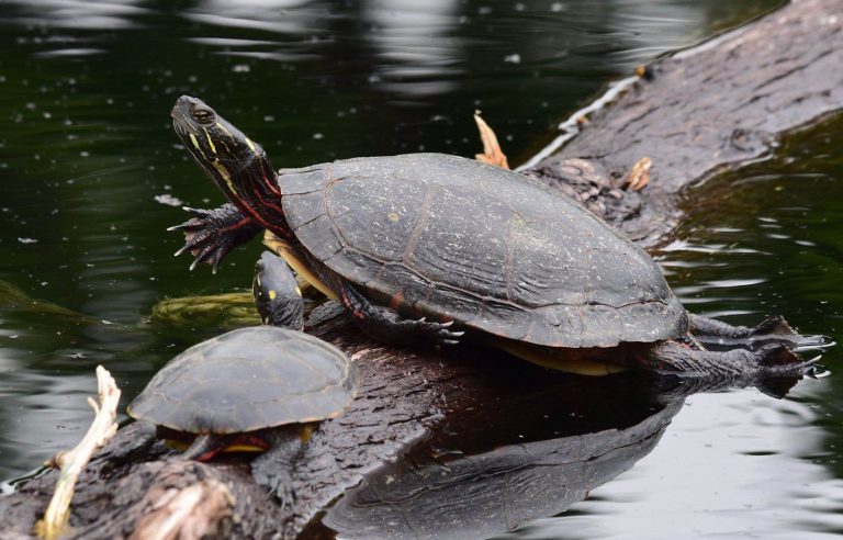 Northvolt will destroy a site deemed important for biodiversity by Quebec barely 10 months ago